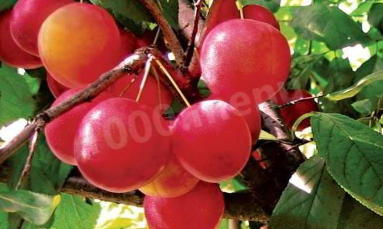 Рецепт алычового компота из алычи на зиму