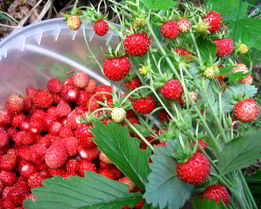 Компот из земляники на зиму