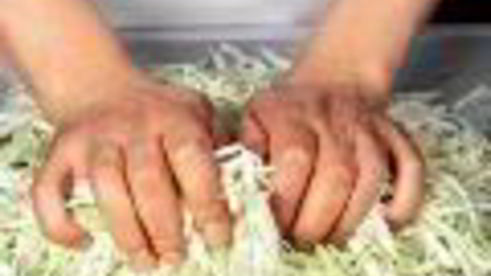 квашеная капуста