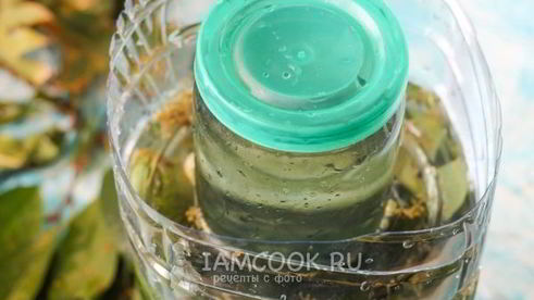 квашеные огурцы без стерилизации на зиму