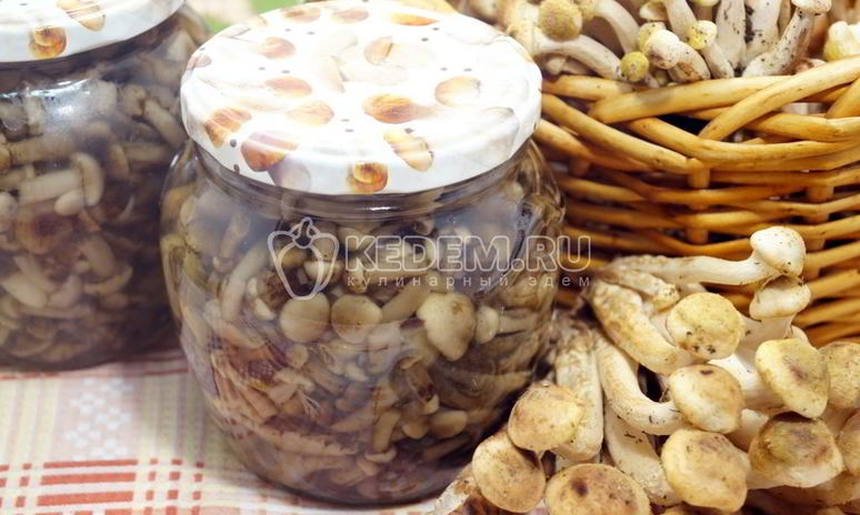 Рецепт маринованных опят в банках
