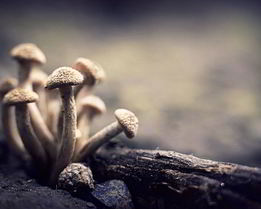 Маринованные опята