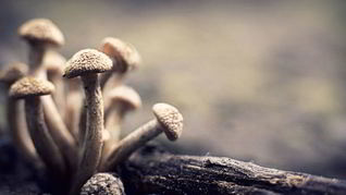 Маринованные опята