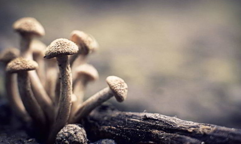 Рецепт маринованных опят