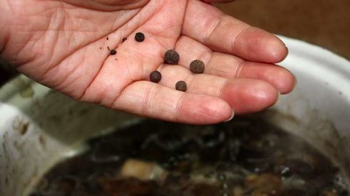 маринованные подосиновики и белые грибы