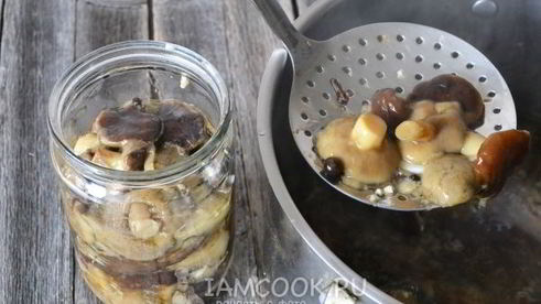 моховики маринованные