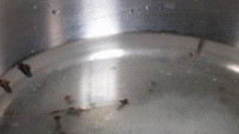 патиссоны, маринованные с помидорами