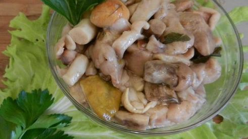 грибы соленые домашние