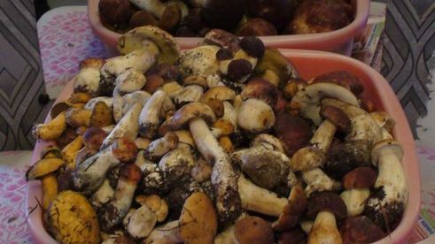 грибы соленые домашние