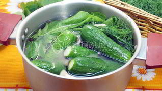 Малосольные огурцы в кастрюле