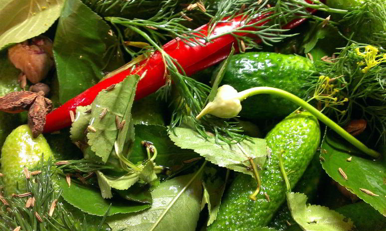 Рецепт острых малосольных огурцов на водке