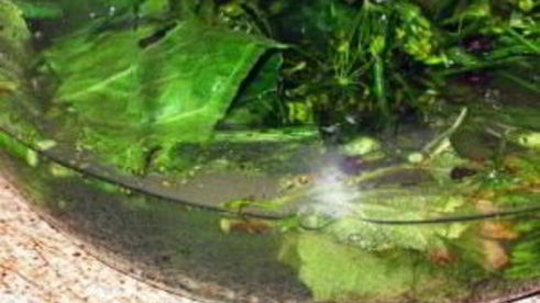 соленые помидоры