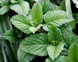 Варенье из мяты