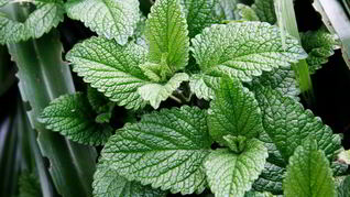 Варенье из мяты