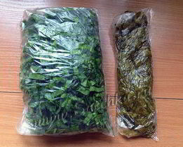 Заготовка щавеля на зиму