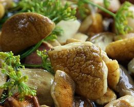 Засолка белых грибов на зиму