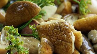 Засолка белых грибов на зиму