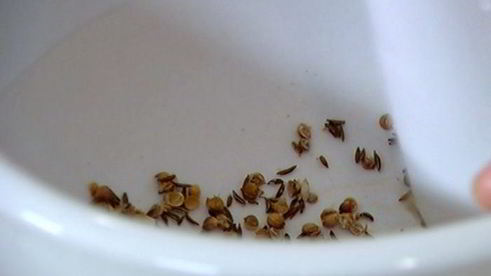 нутбургеры