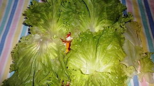 бутерброды футбольный мяч