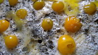 Яичница со шпинатом и физалисом