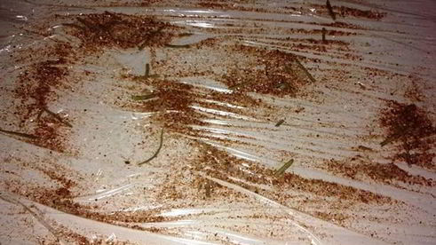 закуска из скумбрии и помидор с соусом